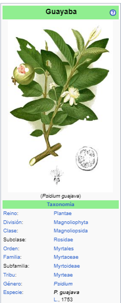 Guayaba - Psidium guajava